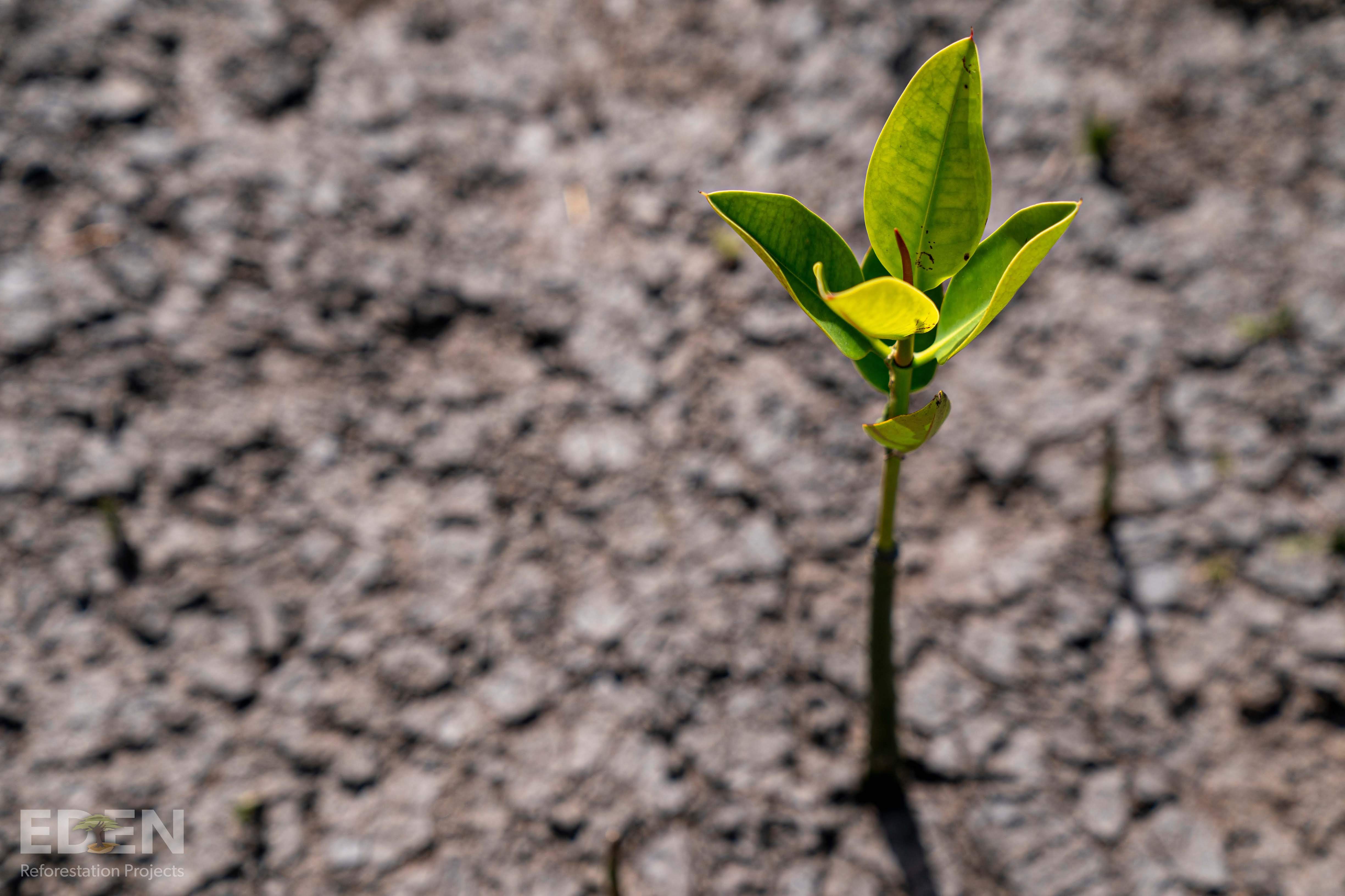 Endura commits to planting one million trees annually from 2020
