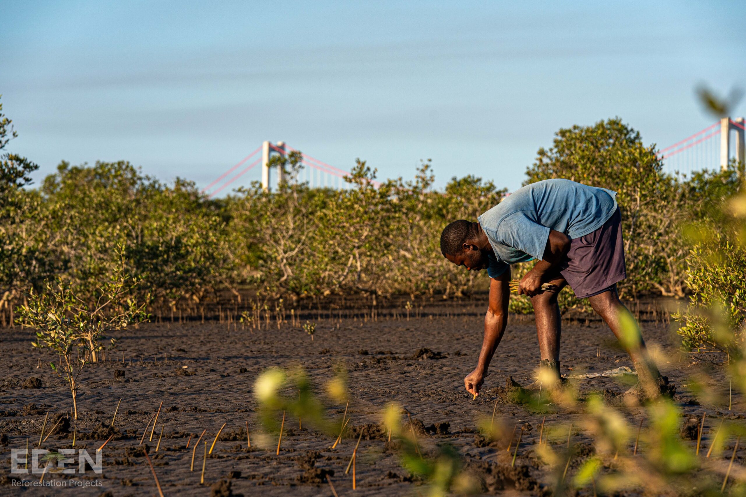 Endura has planted over 600,000 trees so far in 2020