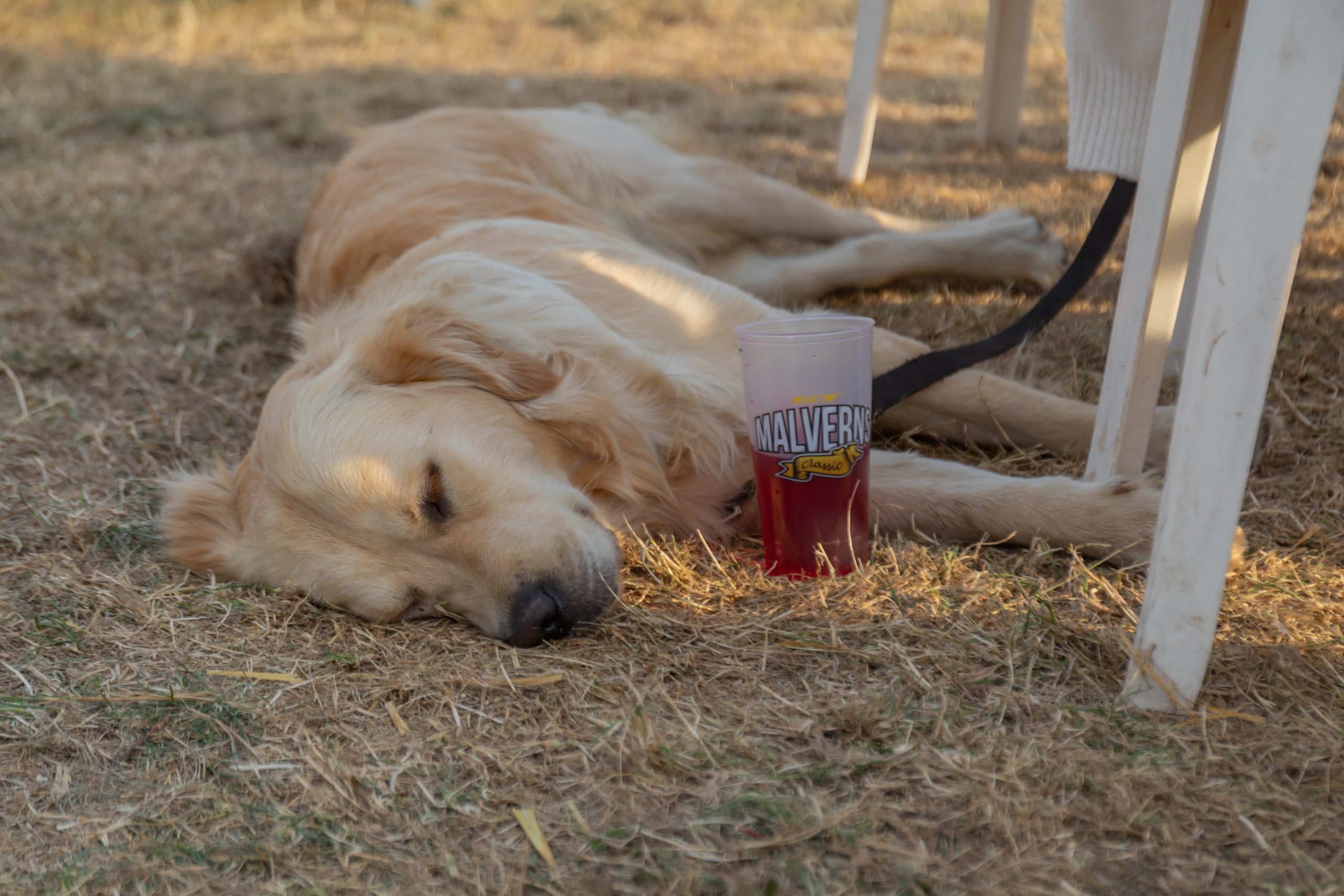 Malverns Classic MTB Festival dog sleeping at event