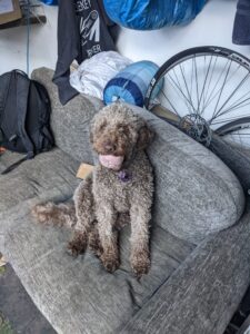 Sprocket "It’s pleasantly chaotic and energetic": Butternut Bikes on its North London store