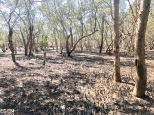 TH00E1143 1 Endura commits to planting one million trees annually from 2020